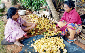 kumarakom-malabar-tamarind